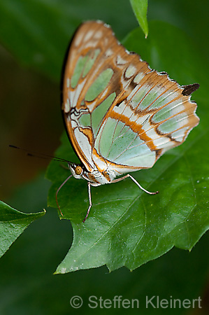 010 Malachitfalter - Siproeta stelenes